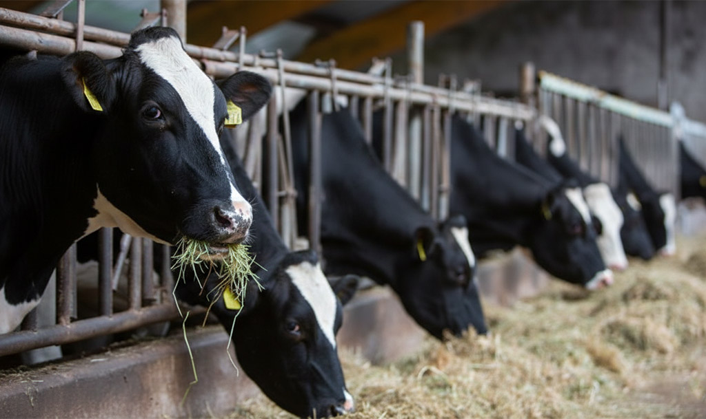 Állattenyésztési dolgozó