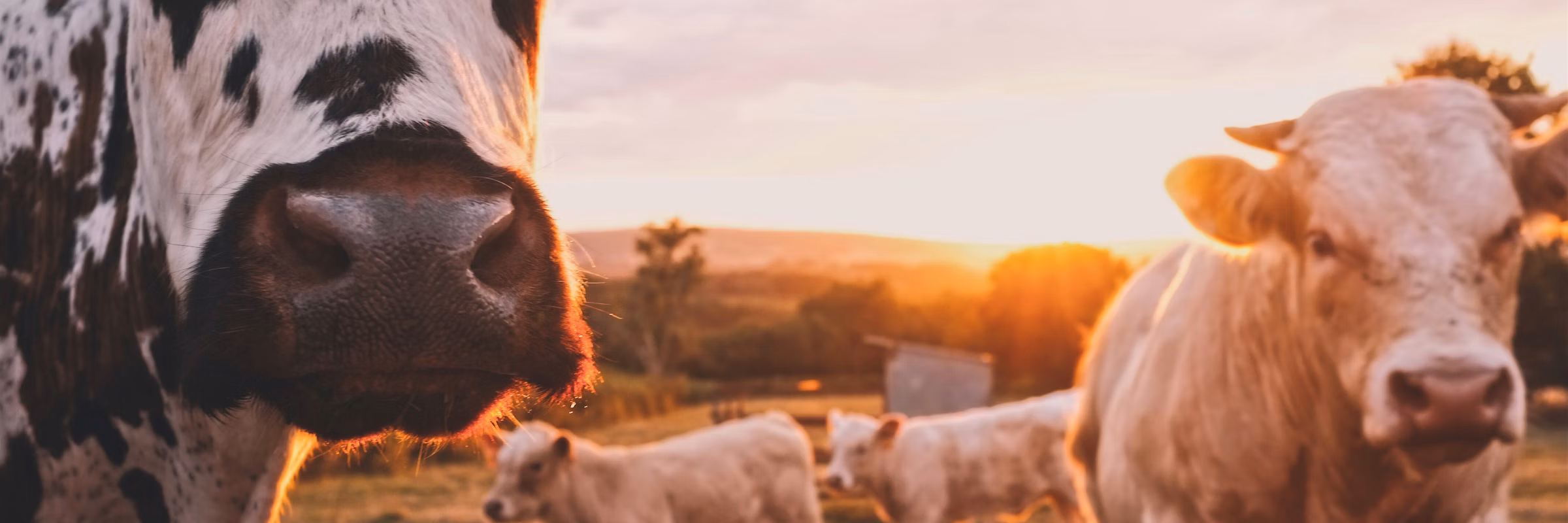 Szarvasmarhatenyésztés és állattartás