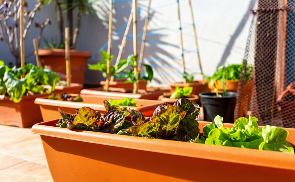 Erkélykert – városi kertészkedés