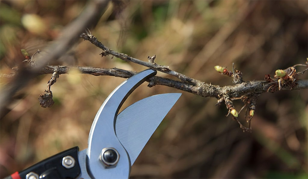 Gyümölcsfák metszése