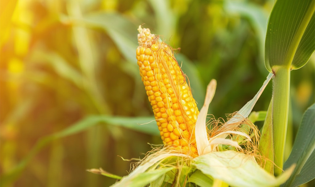 Növénytermesztési dolgozó