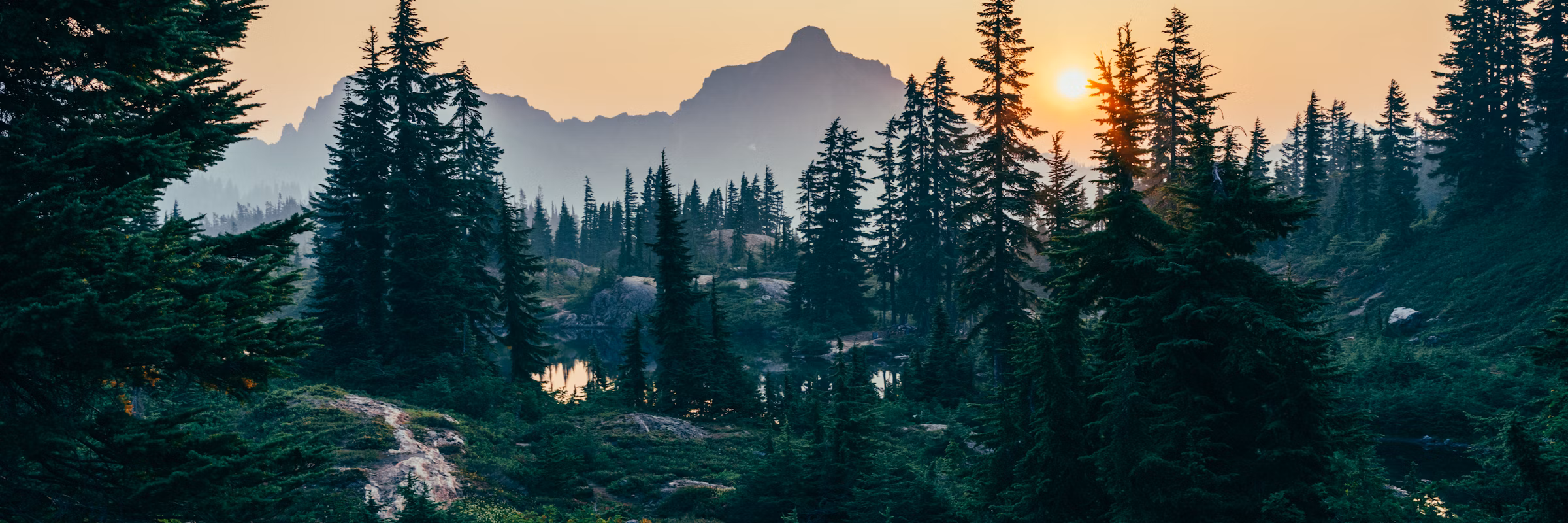 Fenyőerdő és vadgazdálkodás